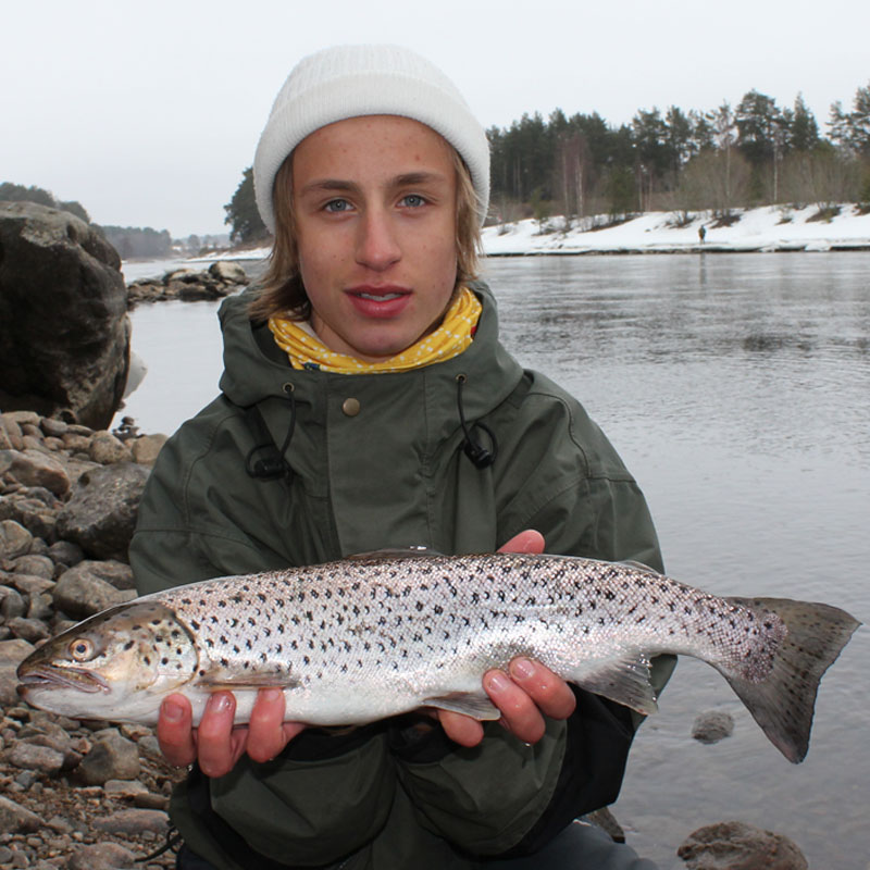 Calle Björk med öring från älvkarleby.