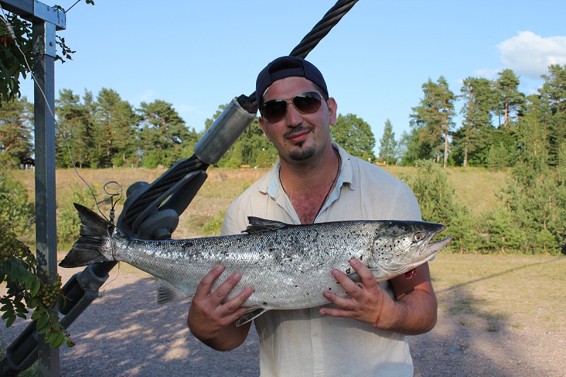 Morad med Lax från Korallen i Älvkarleby