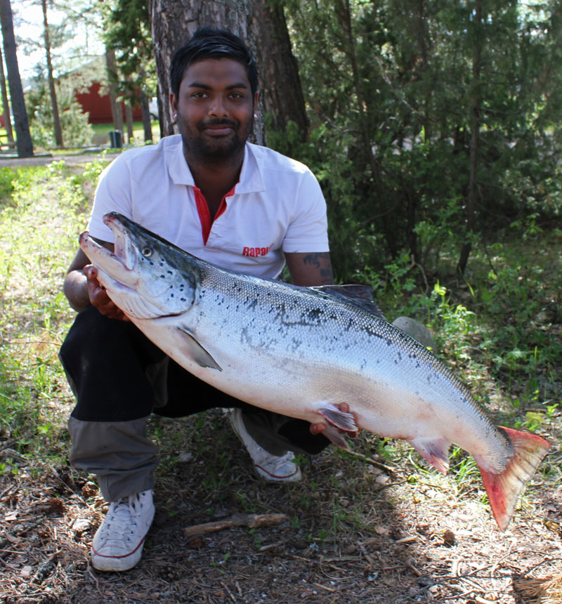 Årets första nystigna Lax landad. Simon Hansen 12,8 kg