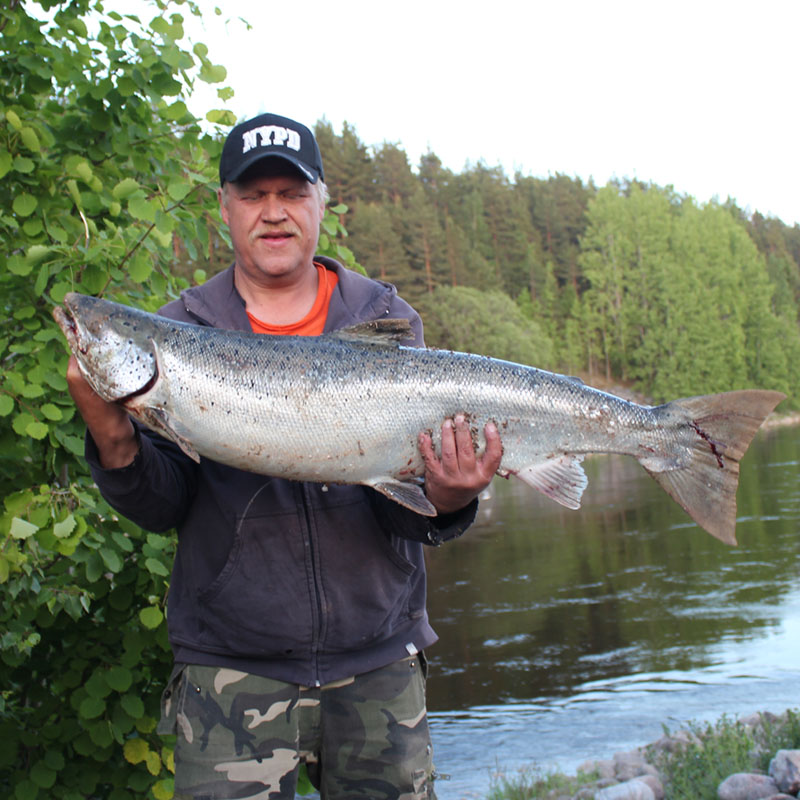 Anders Peltokangas 12,5kg Lax från Älvkarleby