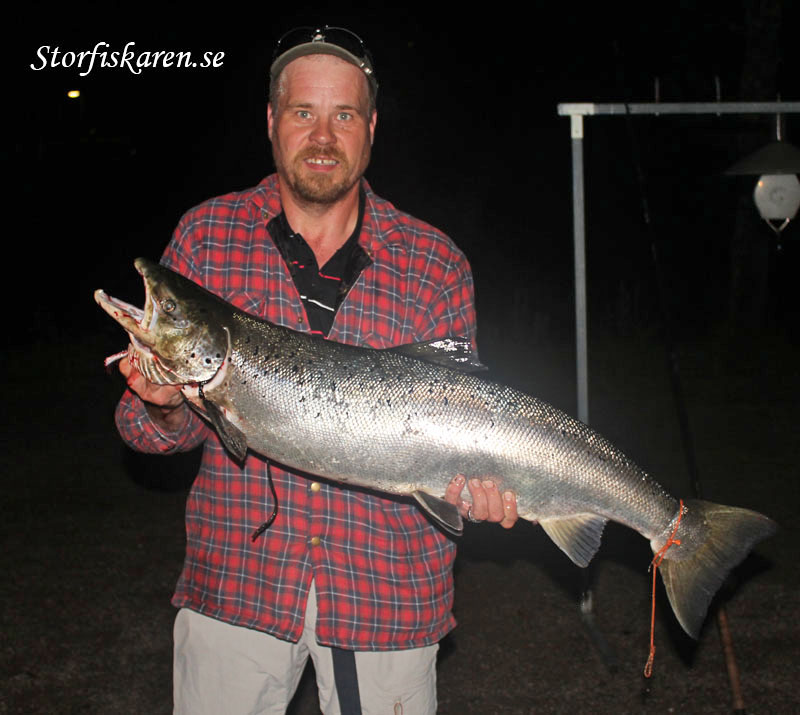 Cribba med älvkarleby lax 10,6kg