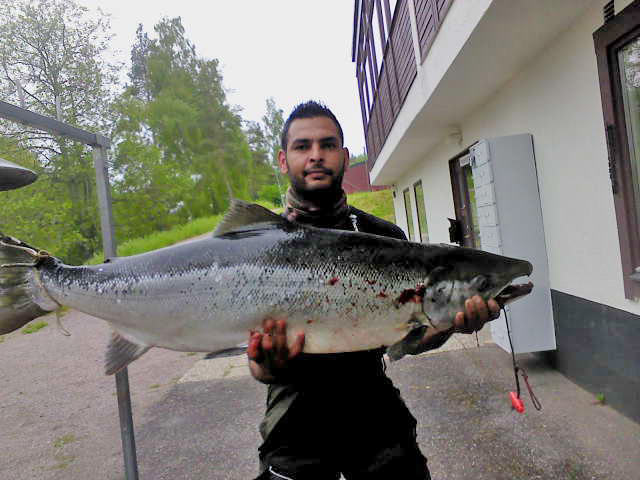 Storlax från älvkarleby 21,1kg