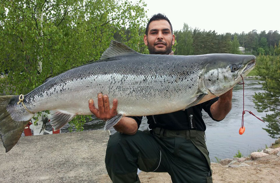 Älvkarleby Lax 21,1kg. Haider