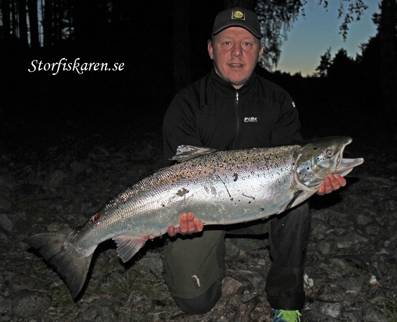Stefan Hising. Älvkarleby lax 11,8 kg