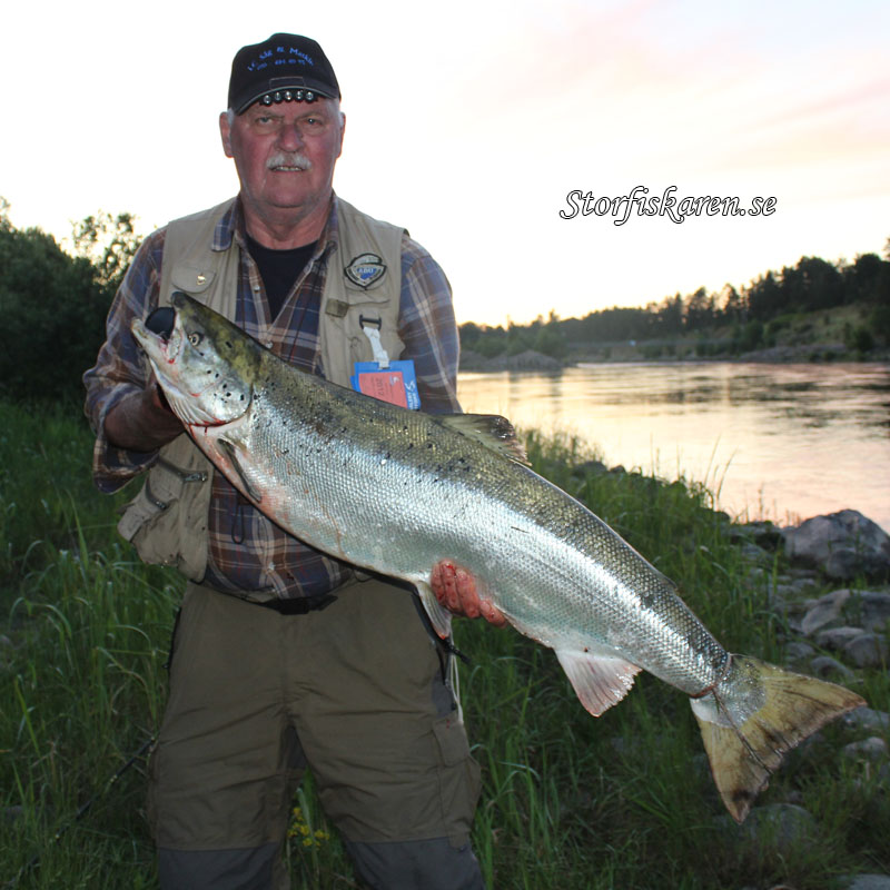 Kvarnström med fin Lax från älvkarleby 13,6kg