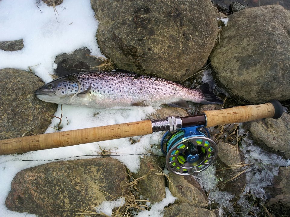 Öring ca 46 cm. Rabben Älvkarleby