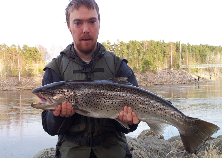 Öring 4,43kg Älvkarleby