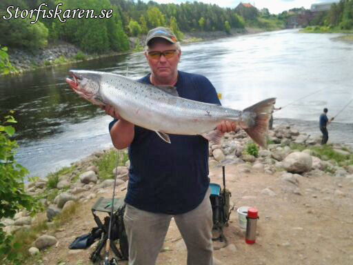 Ola Öbrink med älvkarleby lax 12,5 kg