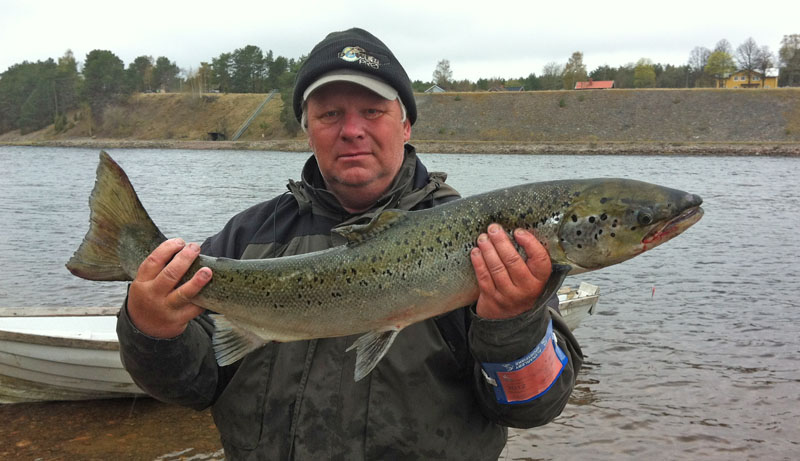 Ola Öbrink Med lax från Rodden i Älvkarleby. C & R