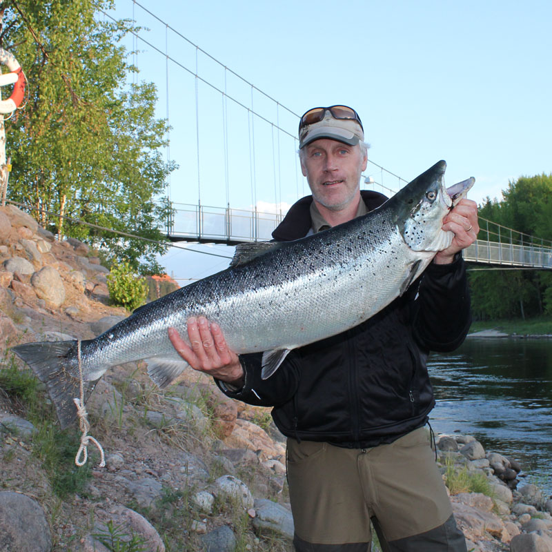 Örjan Erixon med älvkarleby lax 12,5 kg