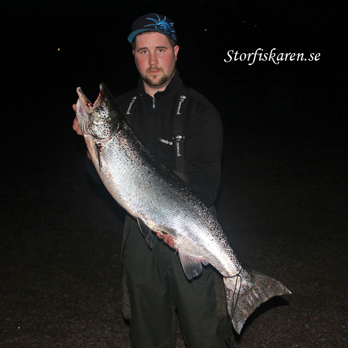 robin med älvkarleby lax 11,8kg