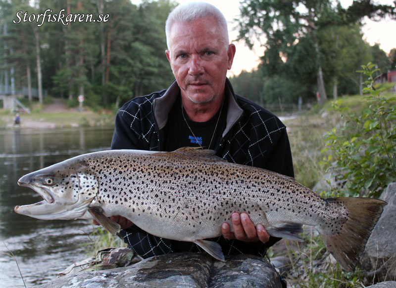 Torbjörn Lindkvist Störöring Älvkarleby 8,1 kg