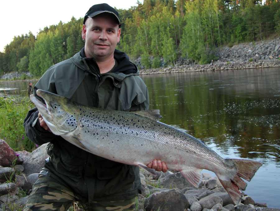 Ampa lax 12,5 kg