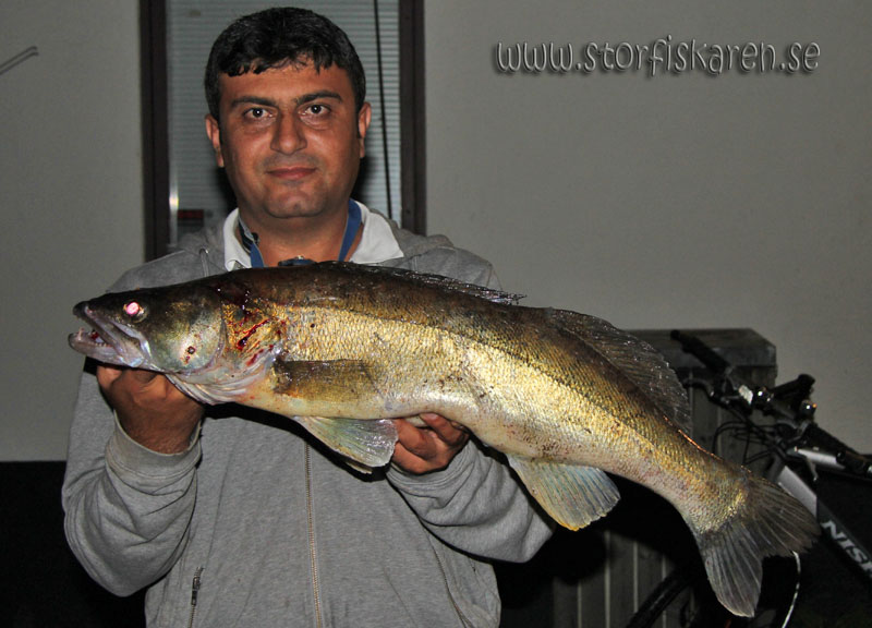 Gös Älvkarleby 4,2kg. Hikmet