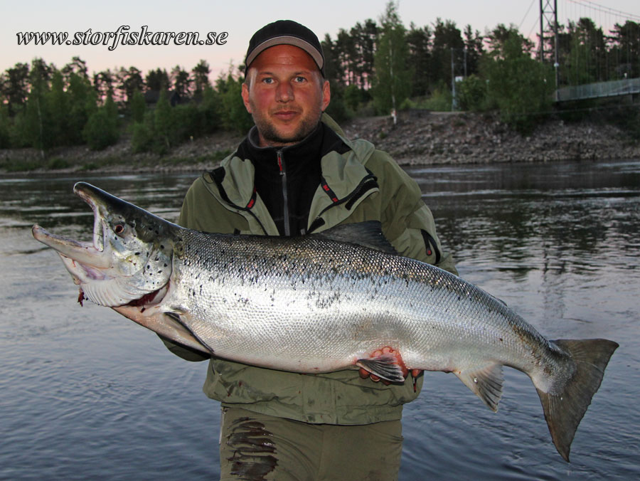 Storlax i älvkarleby. 18,1 kg