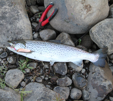 Gott om små öringar runt 42-44 cm