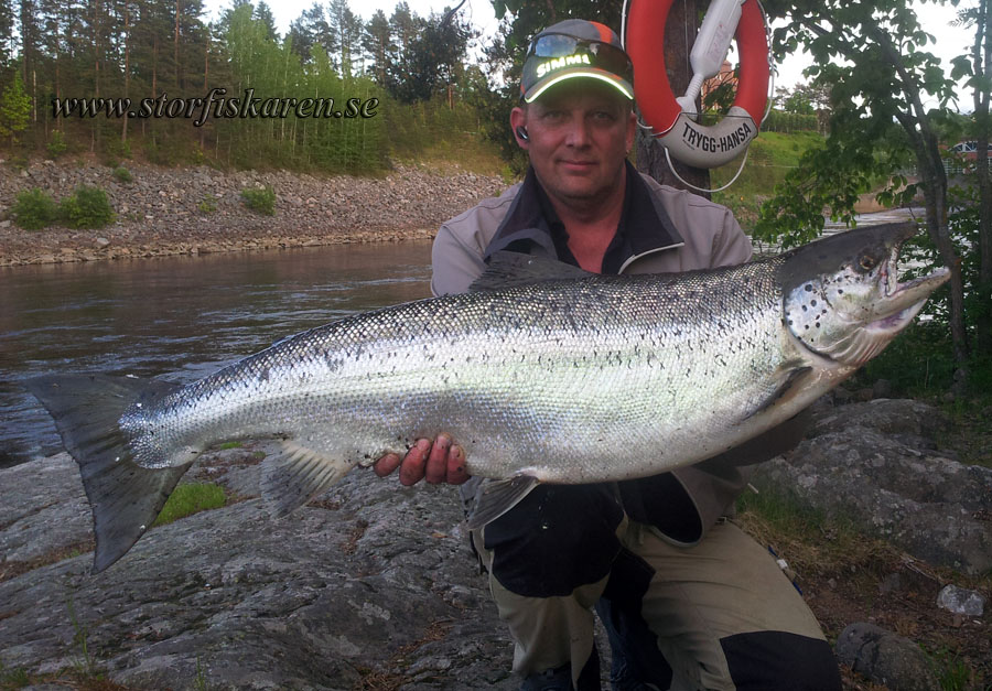 Lax 13,75 kg. Älvkarleby