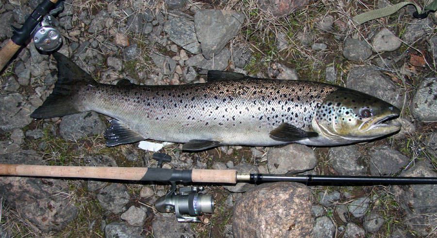 Öring 5,1kg från älvkarleby