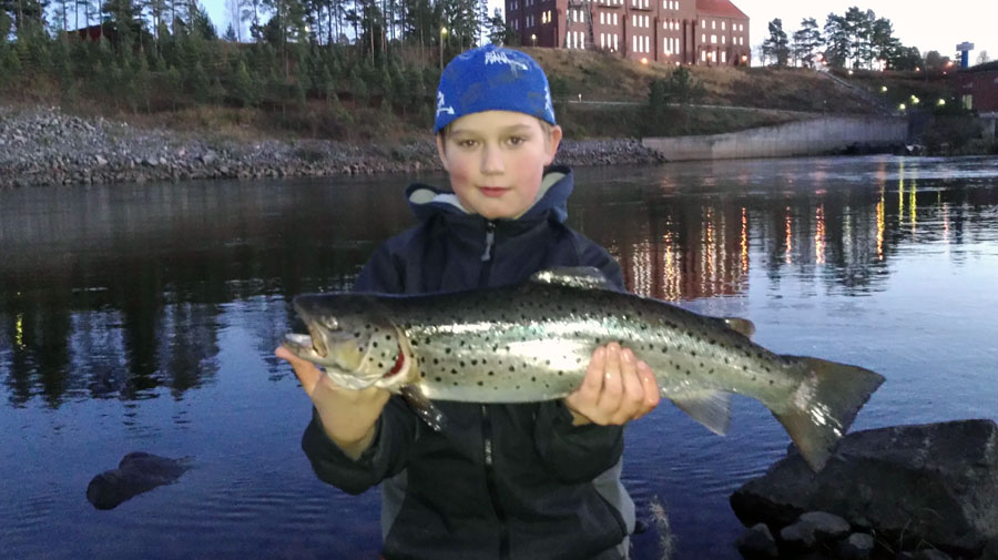 Sebbe älvkarleby öring 2,5 kg.