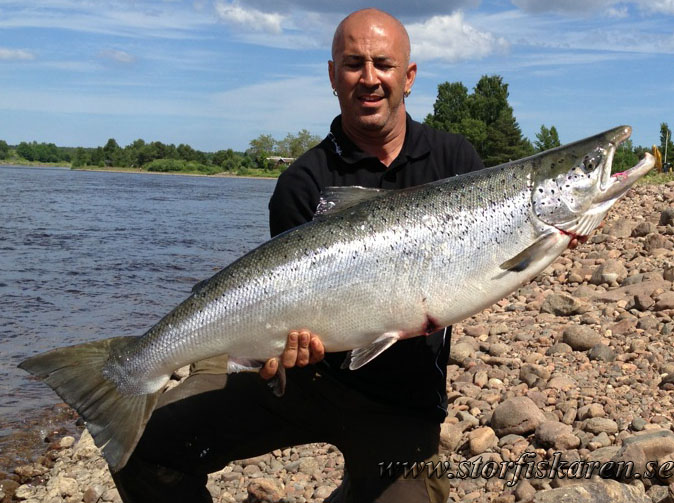 lax 18,5 kg. älvkarleby