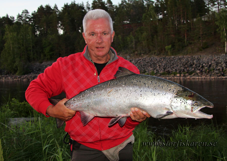 Torbjörn lindkvist med älvkarleby lax 11kg