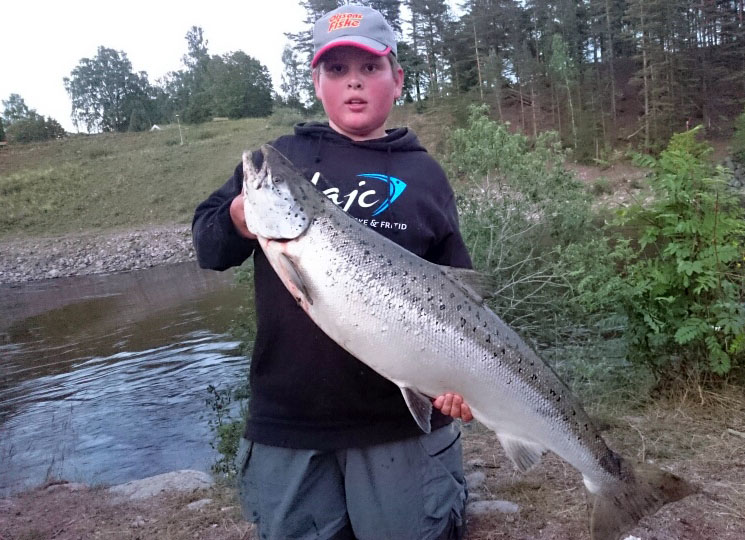 maximus lax på 12,9 kg. Älvkarleby