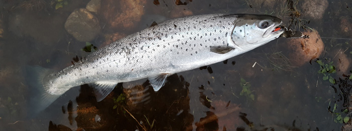 PB oring44cm